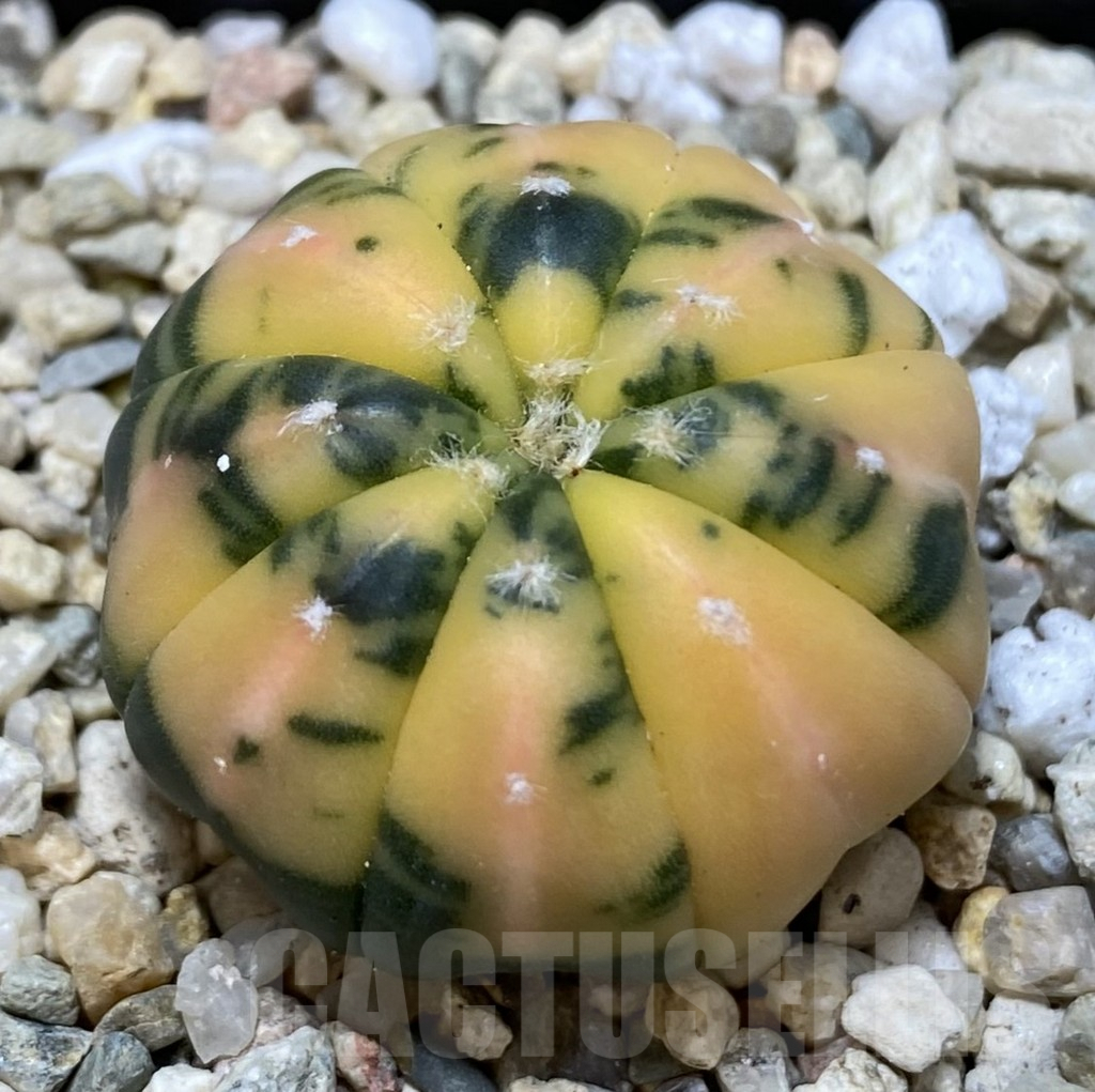 SHPR39677 Astrophytum asterias f. variegata
