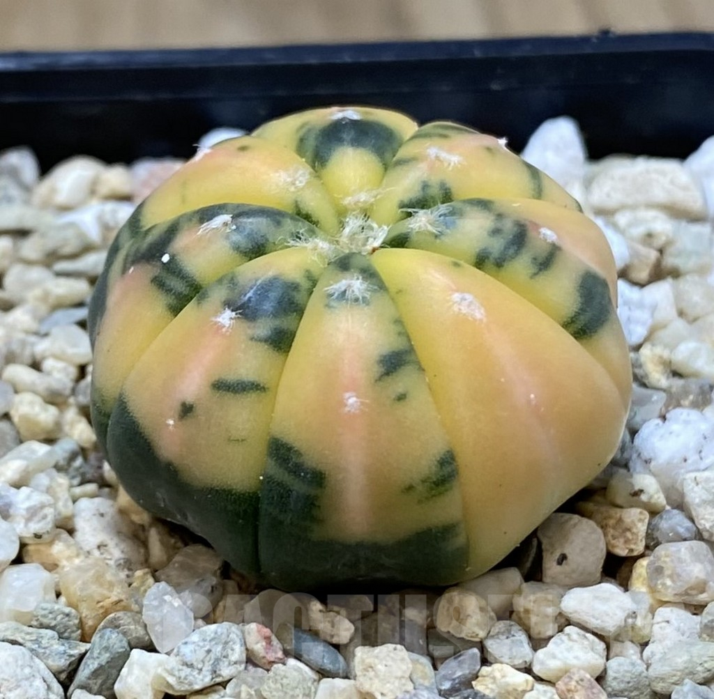 SHPR39677 Astrophytum asterias f. variegata - Зображення 2