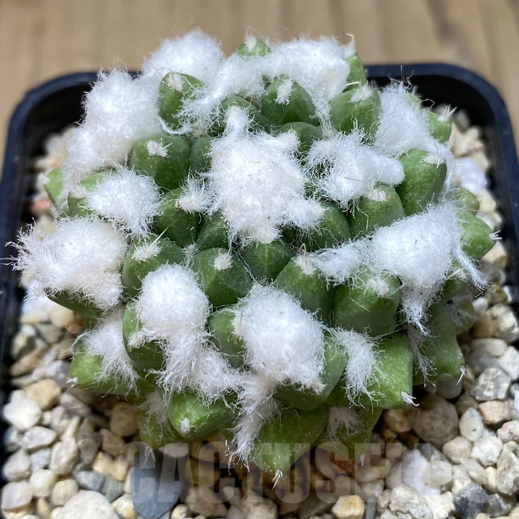 SHPR39646 Mammillaria bucareliensis ‘Erusamu’ seedling