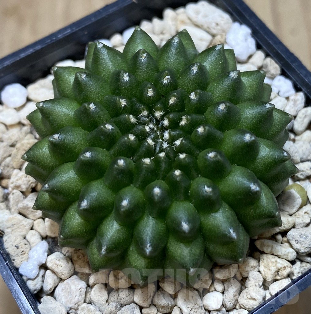 SHPR39684 Gymnocalycium mihanovichii ‘inermis’ seedling