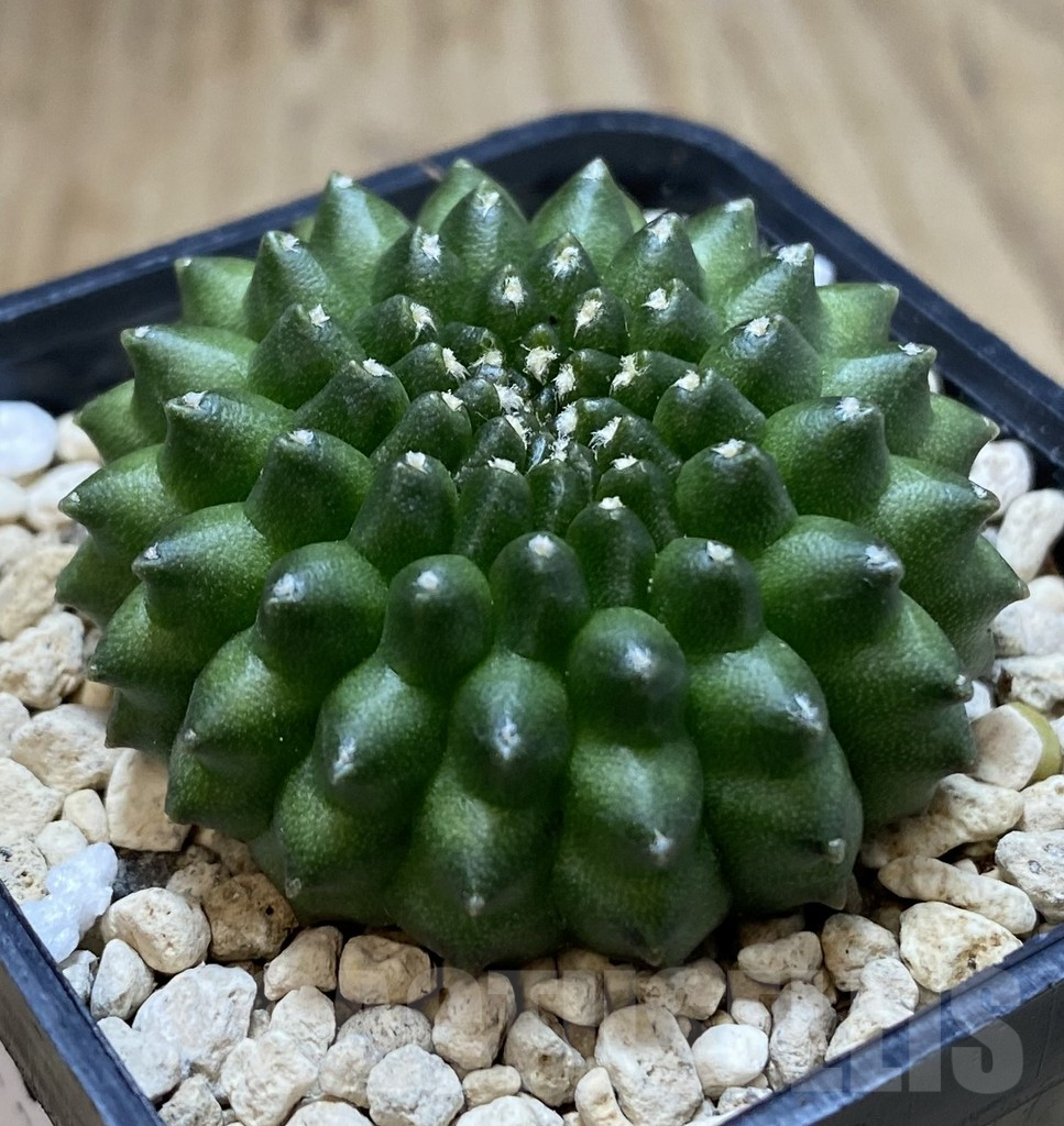 SHPR39684 Gymnocalycium mihanovichii ‘inermis’ seedling - Image 2