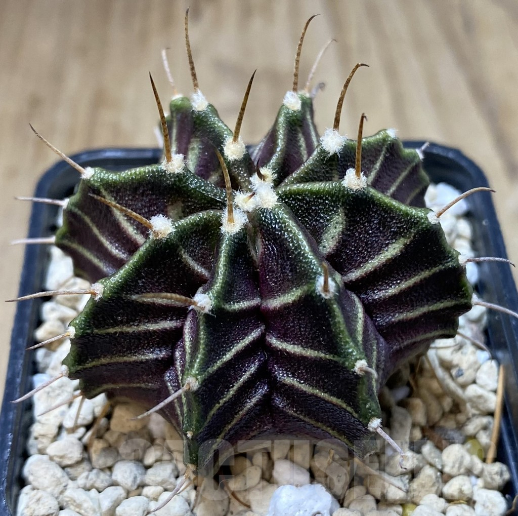 SHPR39685 Gymnocalycium mihanovichii ‘Zebra’ seedling