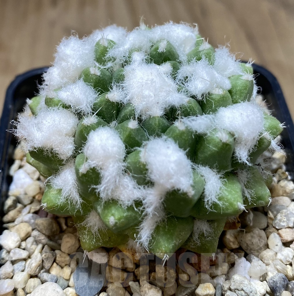 SHPR39646 Mammillaria bucareliensis ‘Erusamu’ seedling - immagine 2