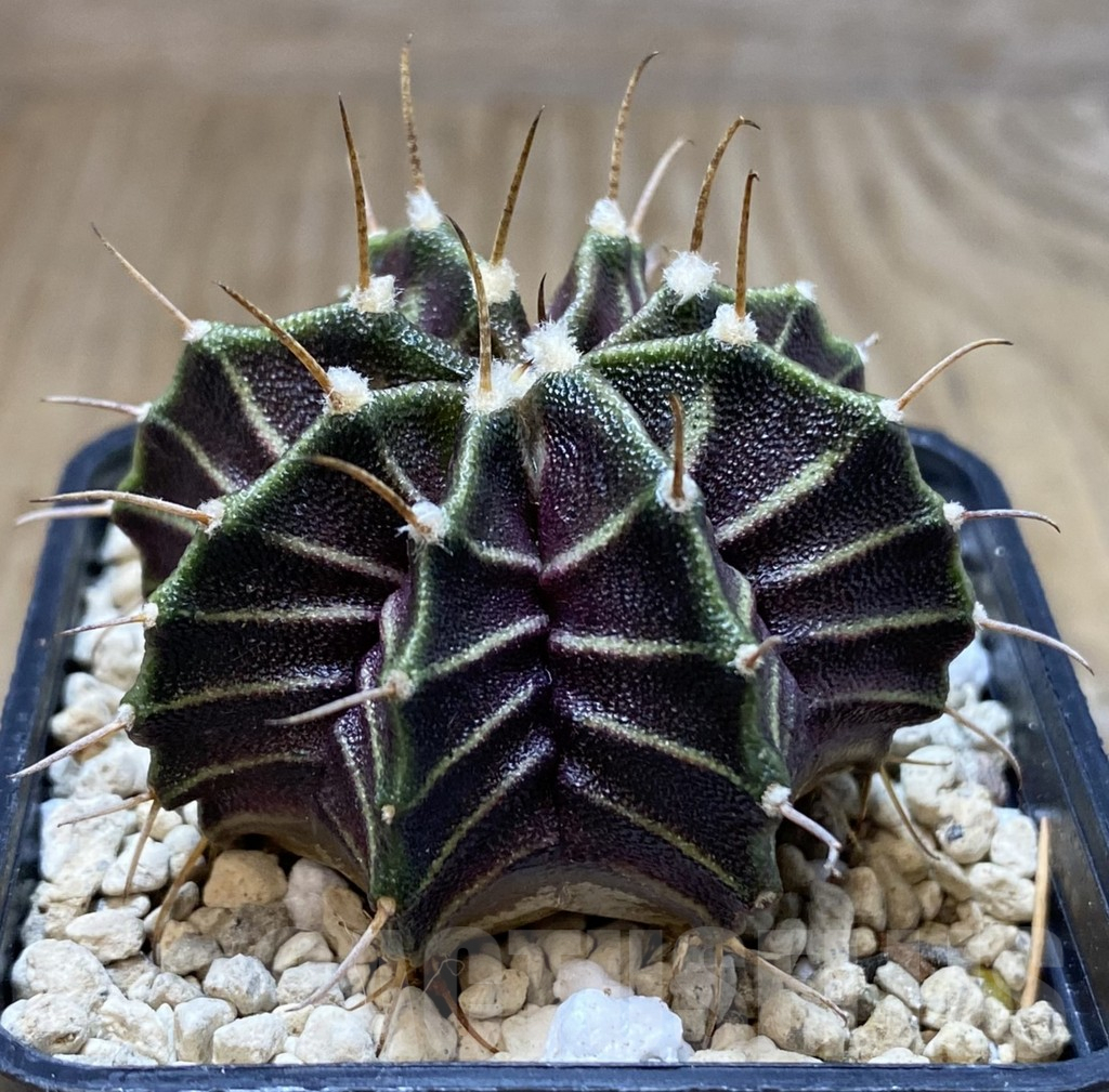 SHPR39685 Gymnocalycium mihanovichii ‘Zebra’ seedling - Image 2
