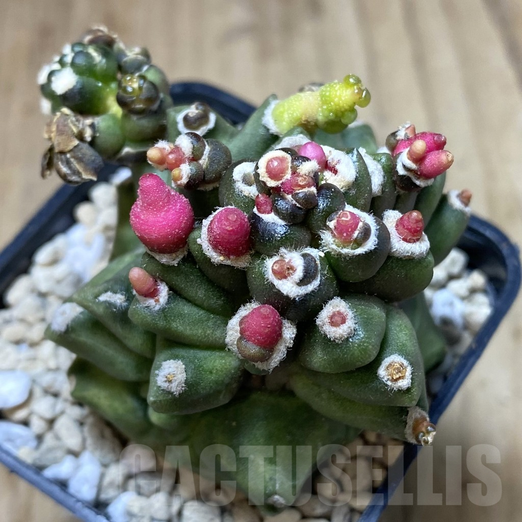 SHPR39687 Gymnocalycium mihanovichii ‘Transformer’