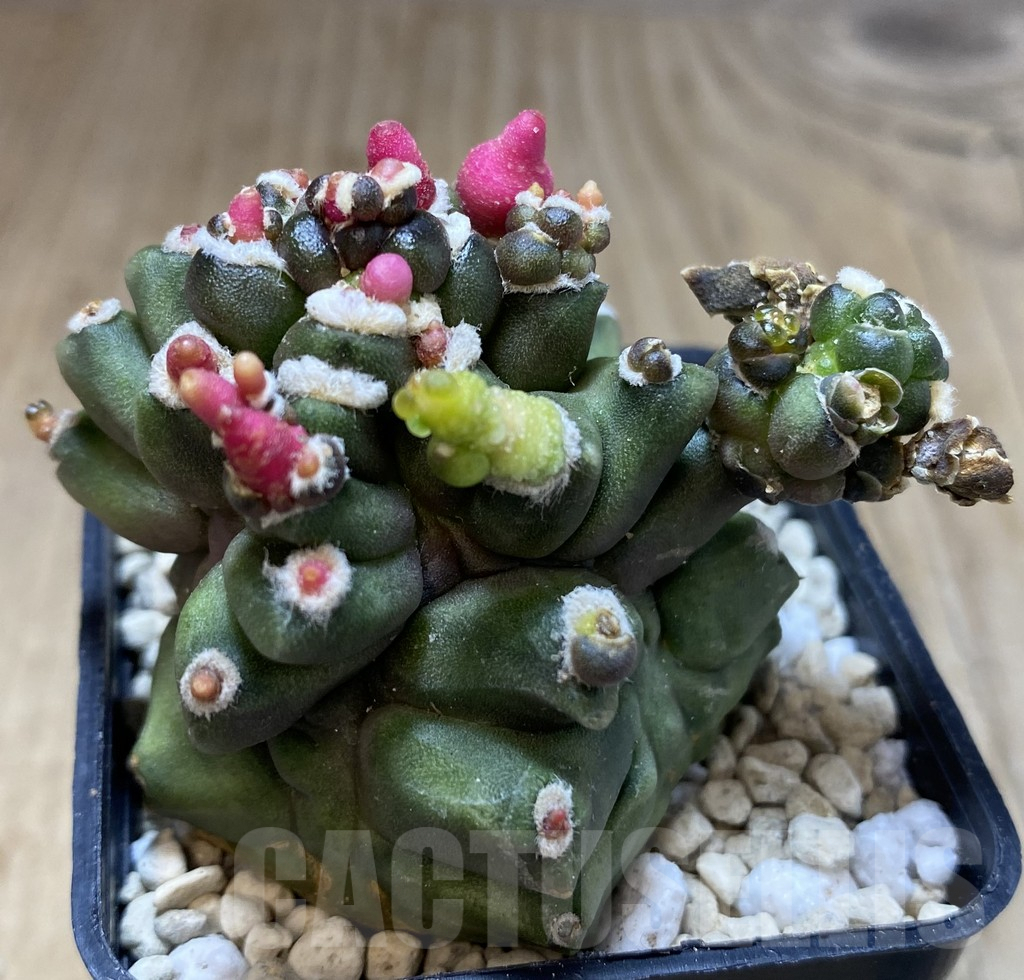 SHPR39687 Gymnocalycium mihanovichii ‘Transformer’ - Image 2