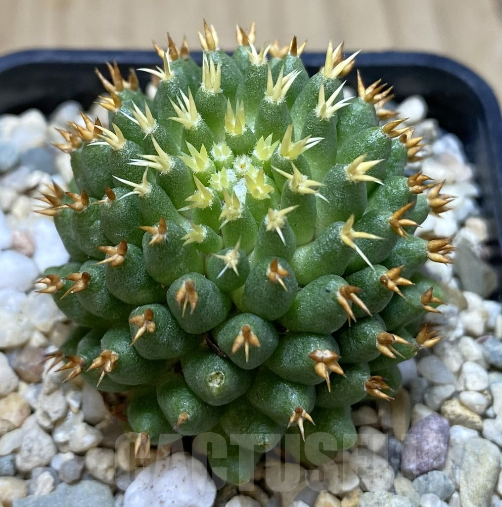 SHPR39647 Mammillaria camptotricha ‘Bru’