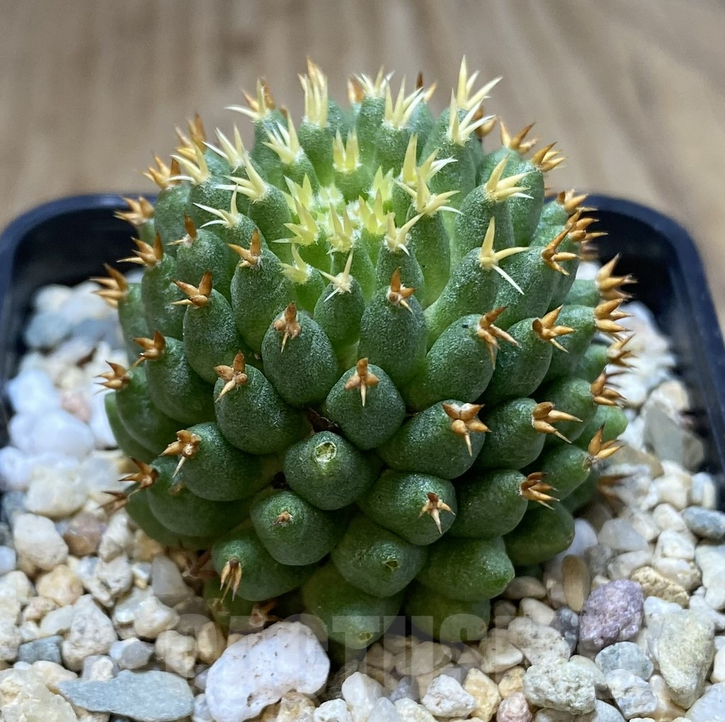 SHPR39647 Mammillaria camptotricha ‘Bru’ - Image 2