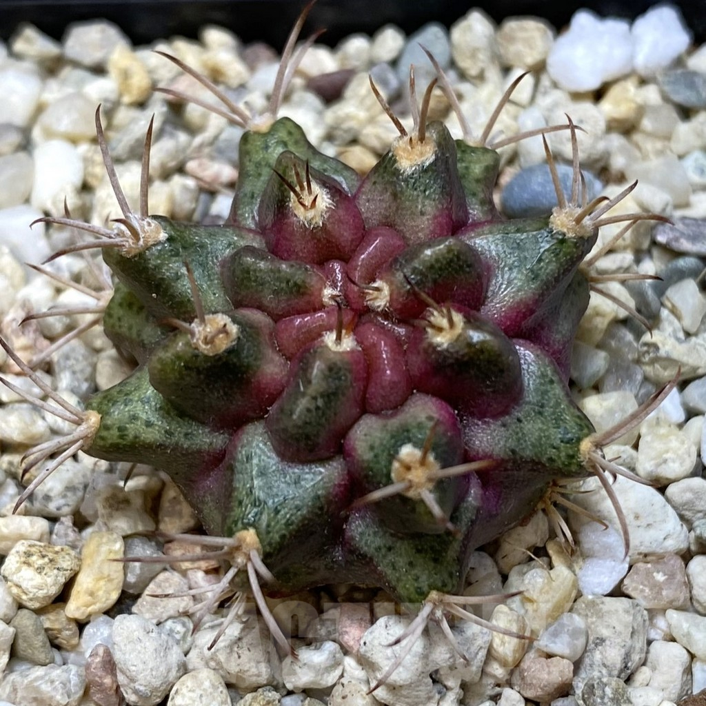 SHPR39700 Gymnocalycium mihanovichii ‘Purple Nebula’
