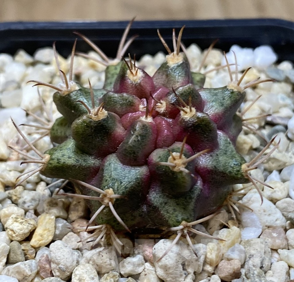 SHPR39700 Gymnocalycium mihanovichii ‘Purple Nebula’ - Image 2