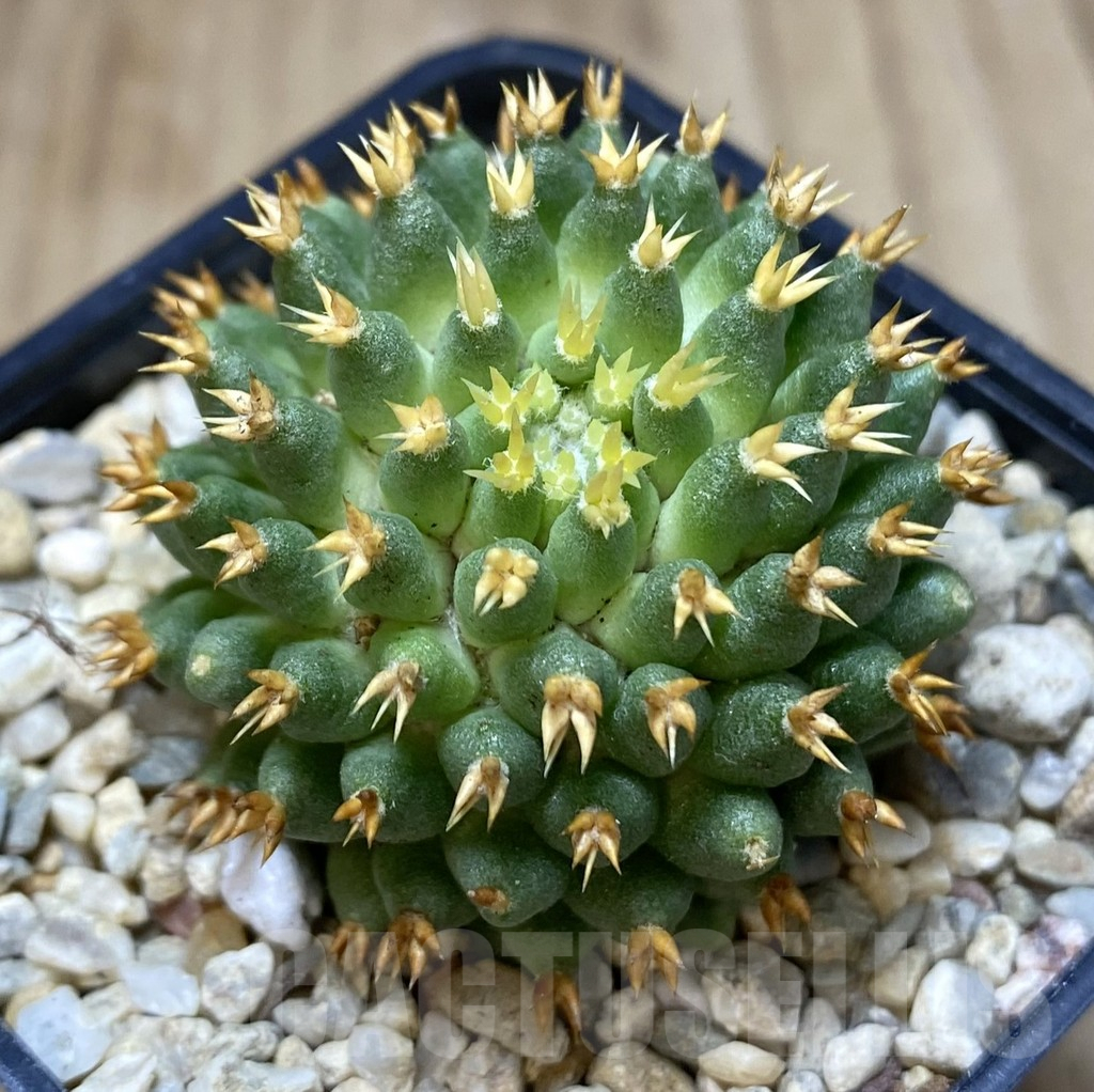 SHPR39648 Mammillaria camptotricha ‘Bru’