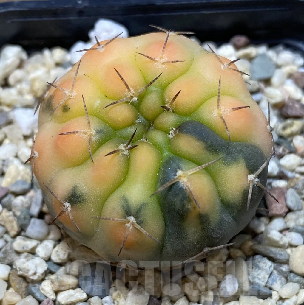 SHPR39704 Gymnocalycium stellatum f. variegata, seedling