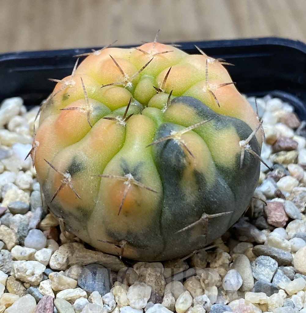 SHPR39704 Gymnocalycium stellatum f. variegata, seedling - Obrázek 2