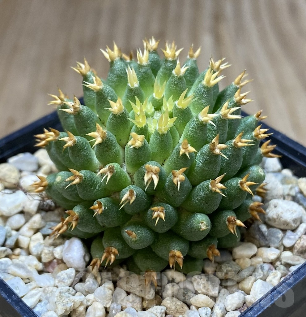 SHPR39648 Mammillaria camptotricha ‘Bru’ - Image 2