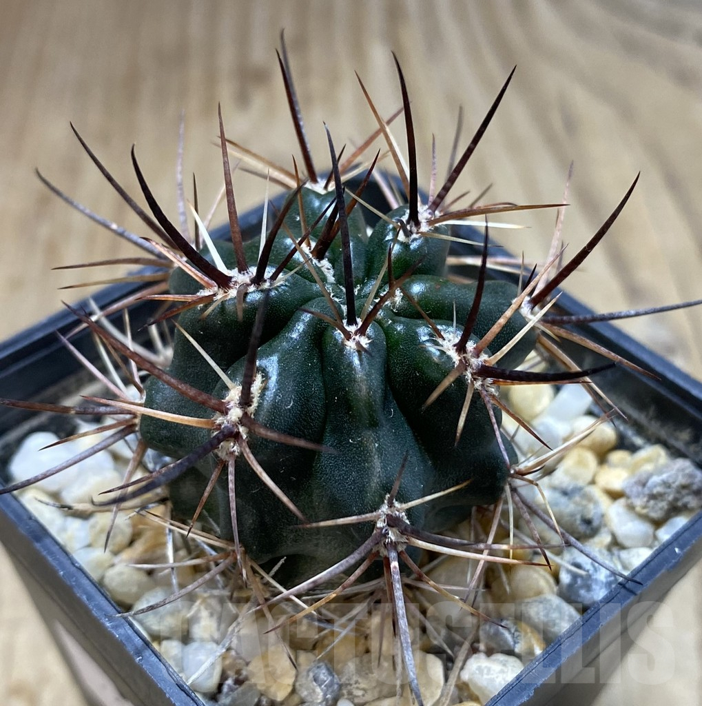 SHPR39707 Pyrrhocactus strausianus AW385 -Jachal-