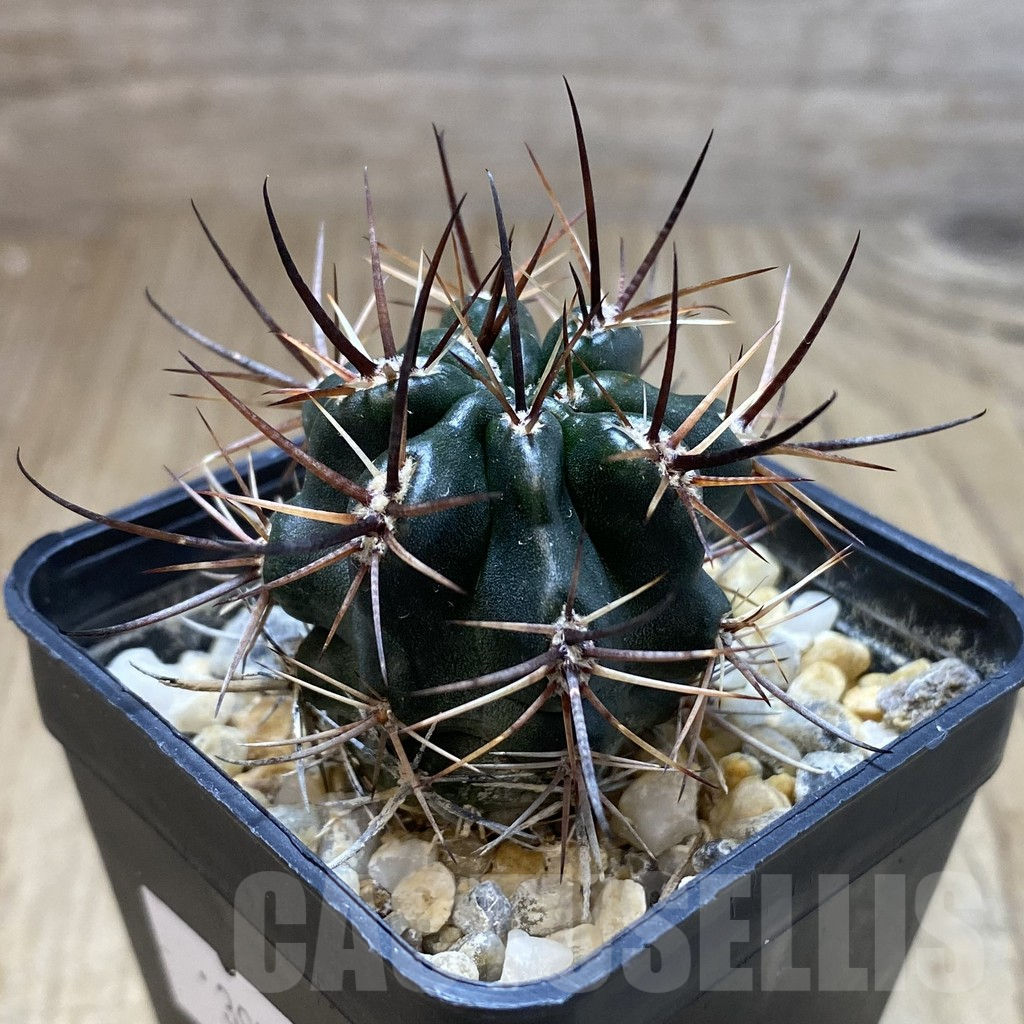 SHPR39707 Pyrrhocactus strausianus AW385 -Jachal- - Obrázek 2