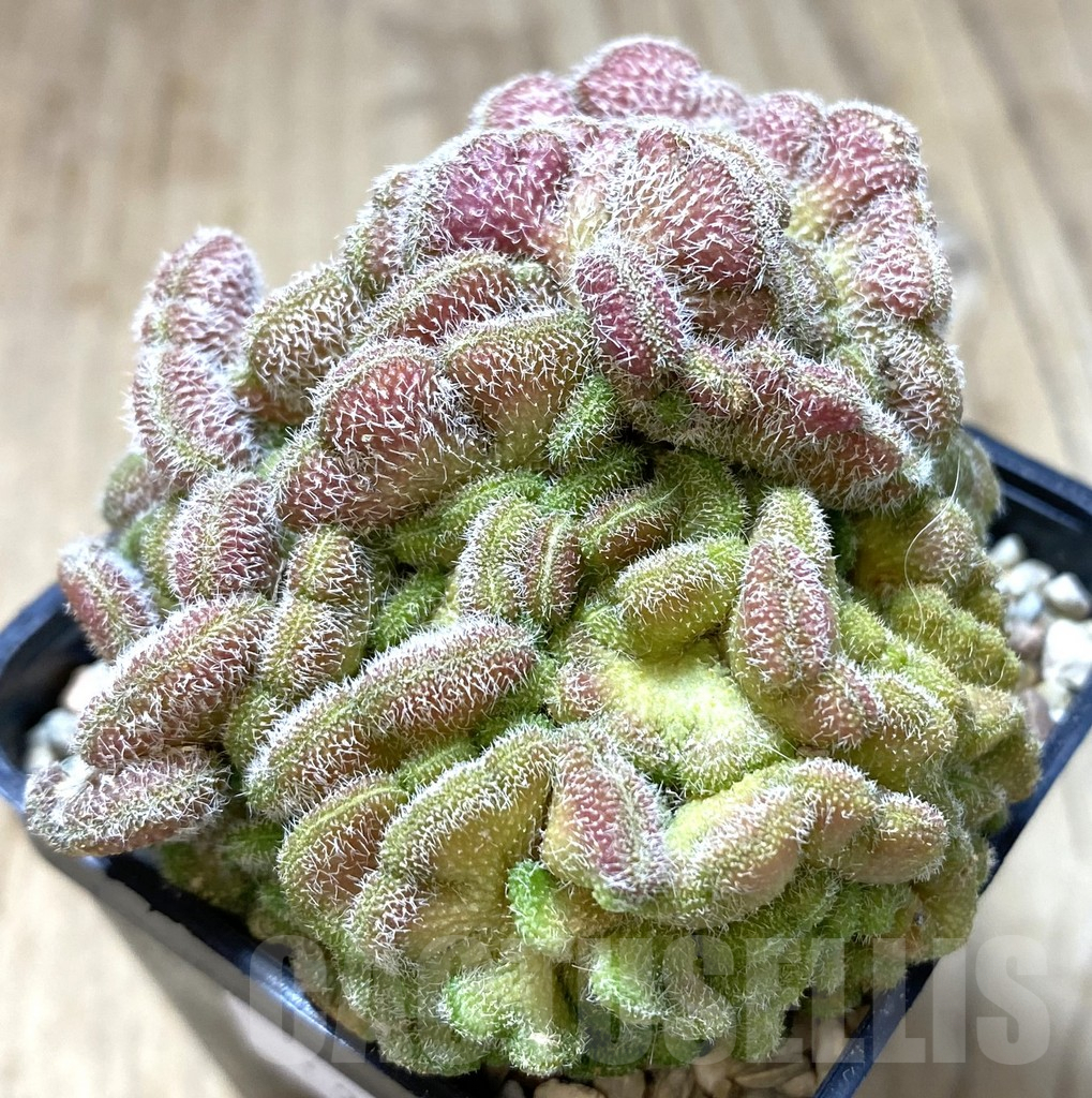SHPR39643 Mammillaria spinosissima ‘Uno Pico’ f. cristata