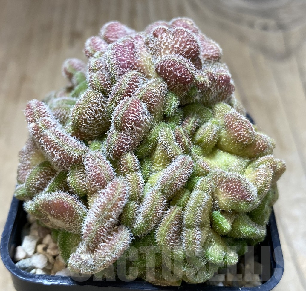 SHPR39643 Mammillaria spinosissima ‘Uno Pico’ f. cristata - Image 2