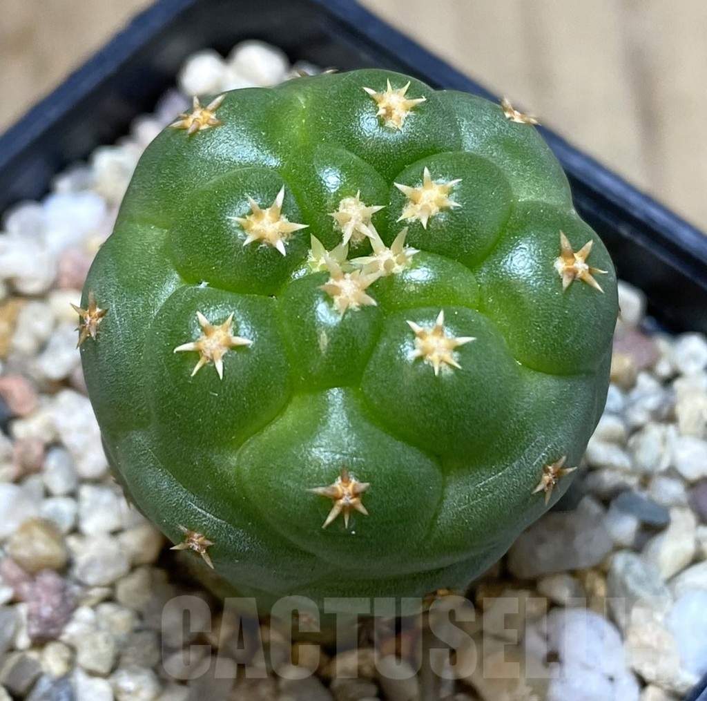 SHPR39654 Coryphantha elephantidens ‘Titan’