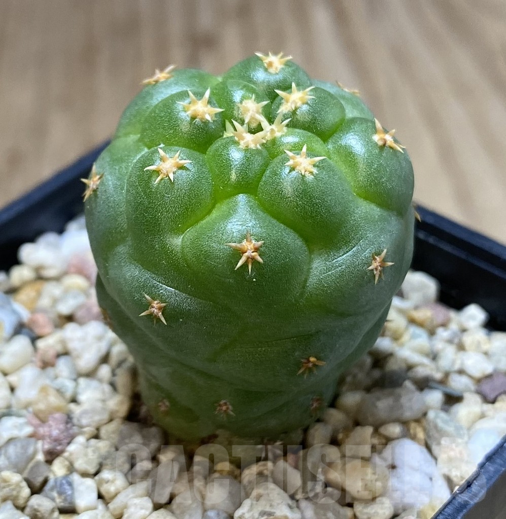 SHPR39654 Coryphantha elephantidens ‘Titan’ - Obrázek 2