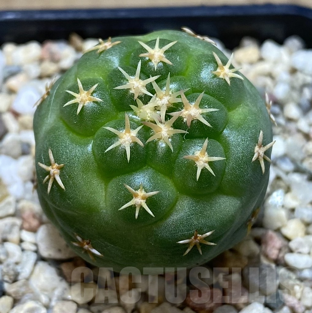 SHPR39655 Coryphantha elephantidens ‘Titan’