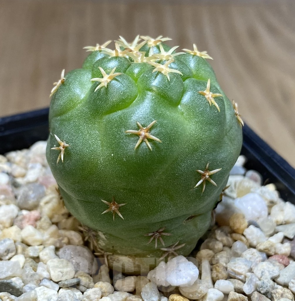 SHPR39655 Coryphantha elephantidens ‘Titan’ - Obrázek 2