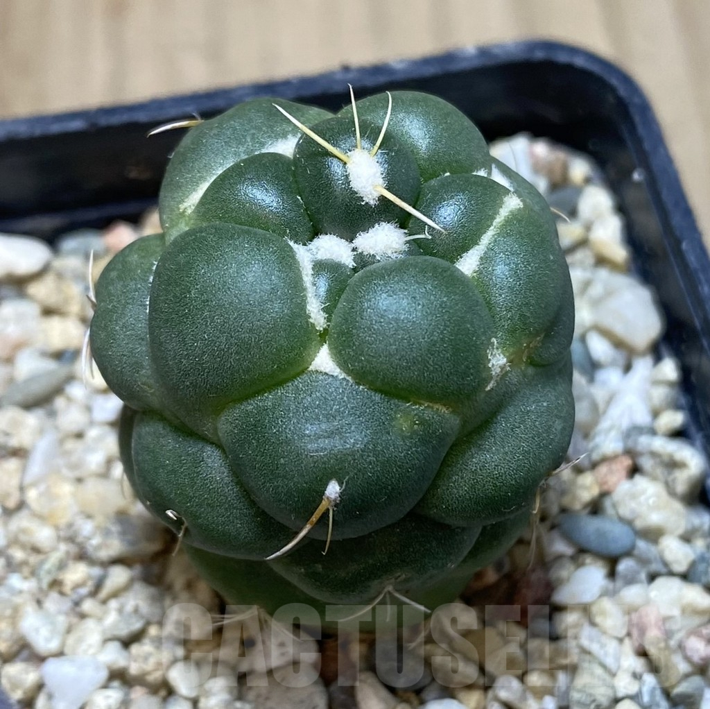 SHPR39656 Coryphantha elephantidens ‘inermis’