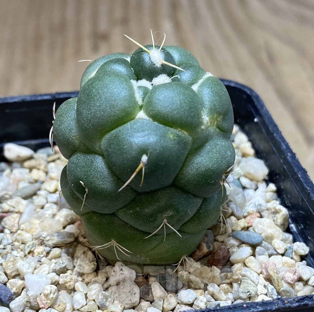 SHPR39656 Coryphantha elephantidens ‘inermis’ - Image 2