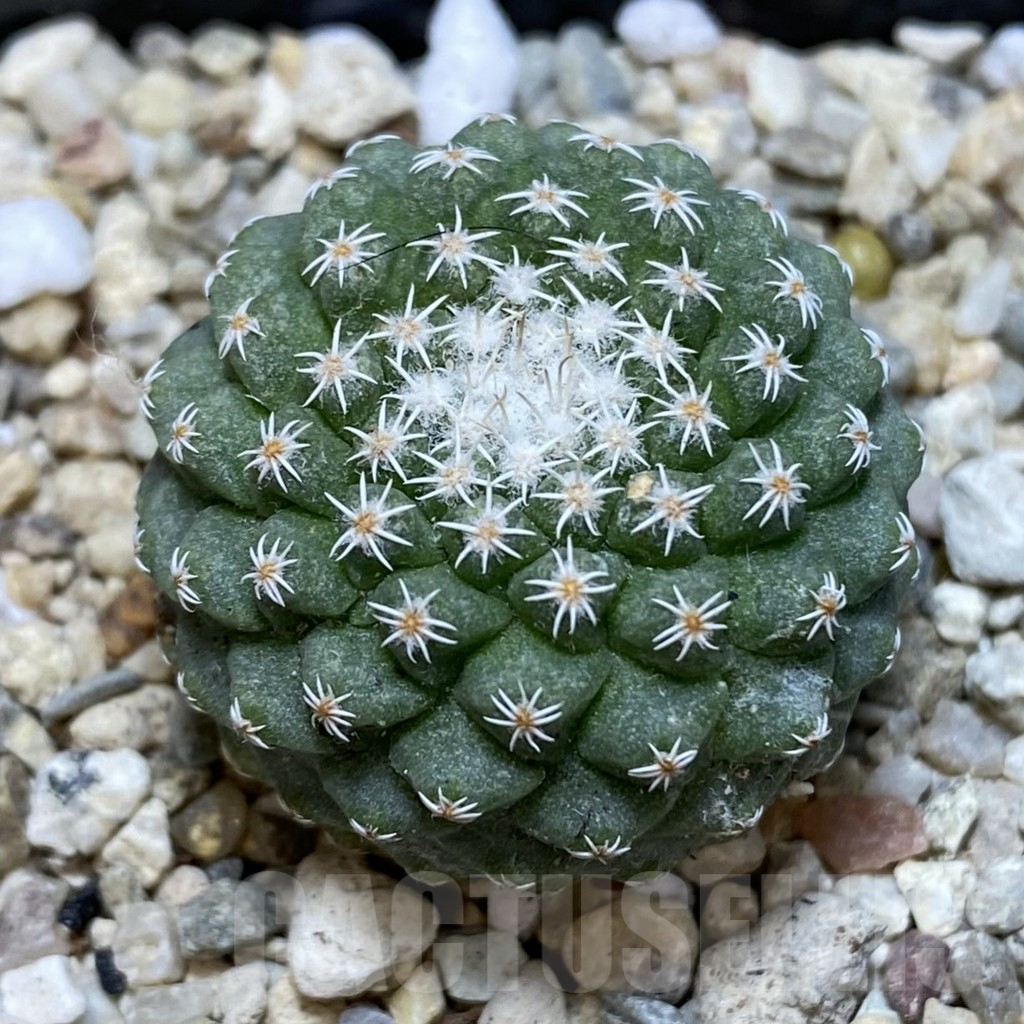 SHPR39658 Strombocactus disciformis