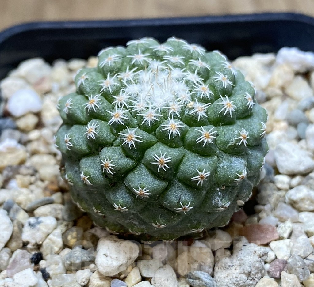SHPR39658 Strombocactus disciformis - Imagen 2