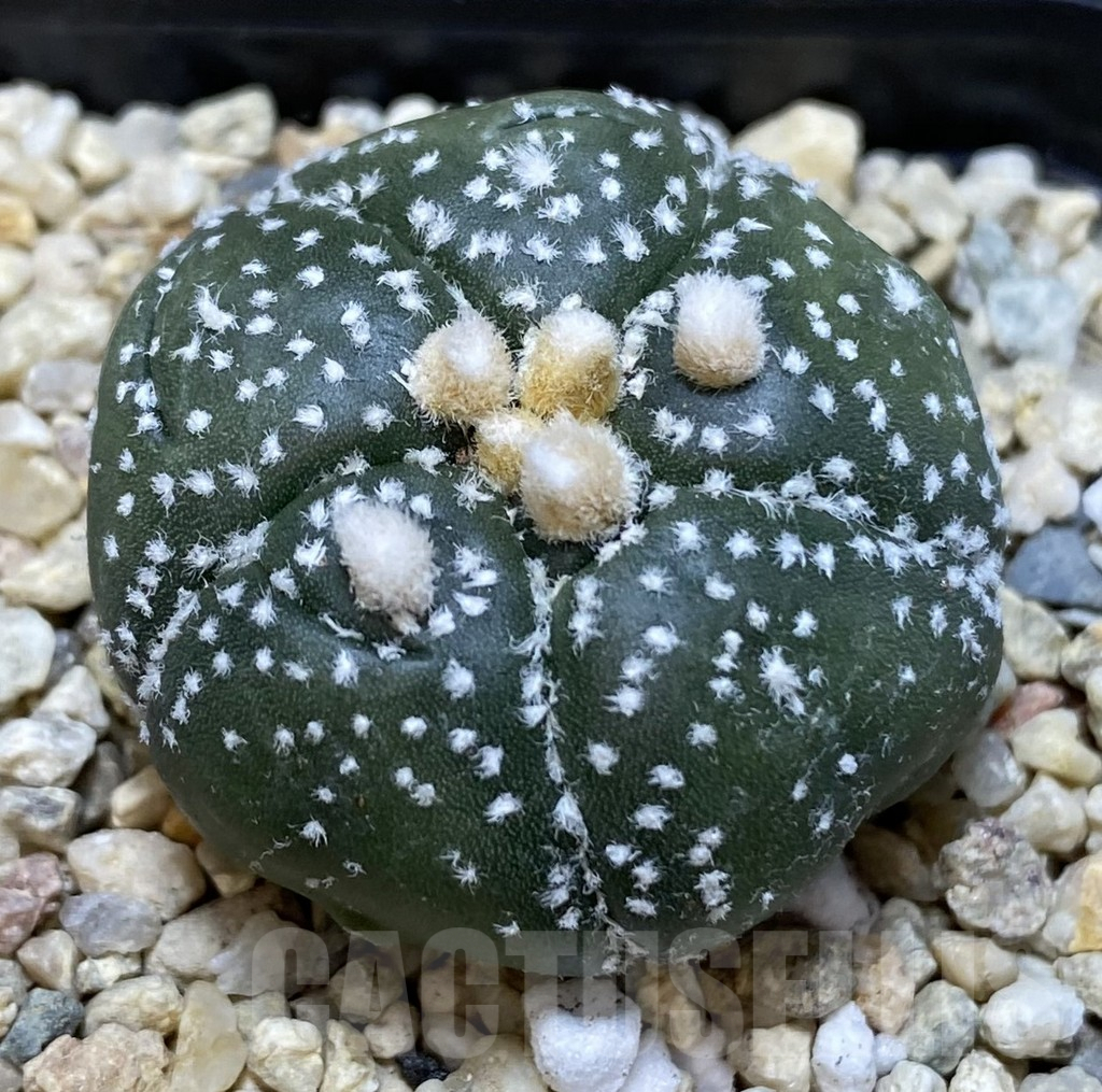 SHPR39663 Astrophytum asterias ‘Kikko’ 5-ribs