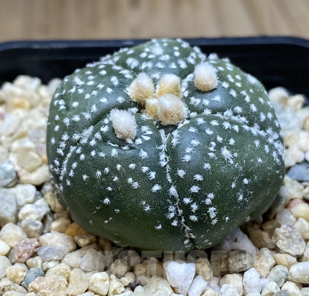 SHPR39663 Astrophytum asterias ‘Kikko’ 5-ribs - Image 2