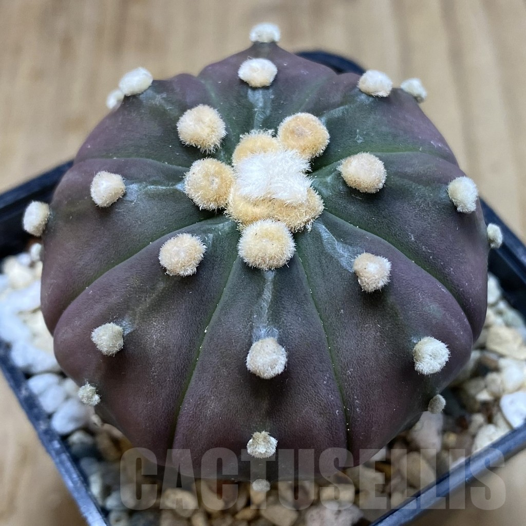 SHPR39664 Astrophytum asterias ‘Red Purple Skin’