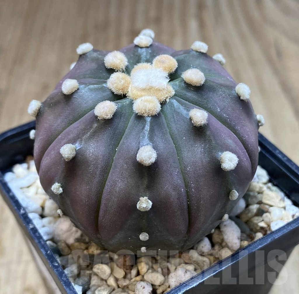 SHPR39664 Astrophytum asterias ‘Red Purple Skin’ - 画像 (2)