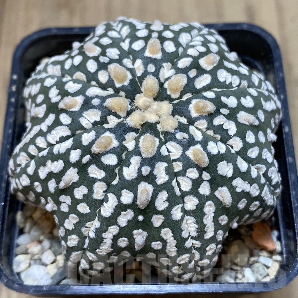 SHPR39665 Astrophytum asterias ‘Super Kabuto’ ‘Star Shape’