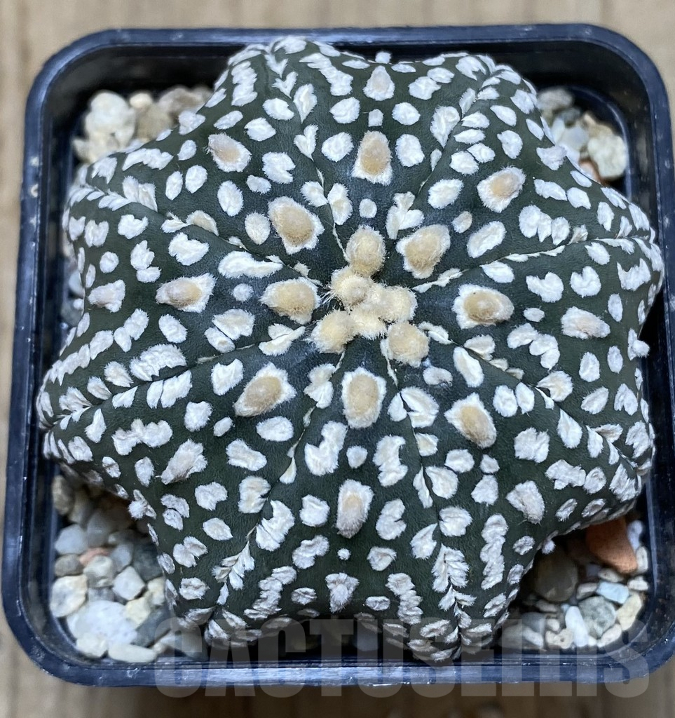 SHPR39665 Astrophytum asterias ‘Super Kabuto’ ‘Star Shape’ - Зображення 2