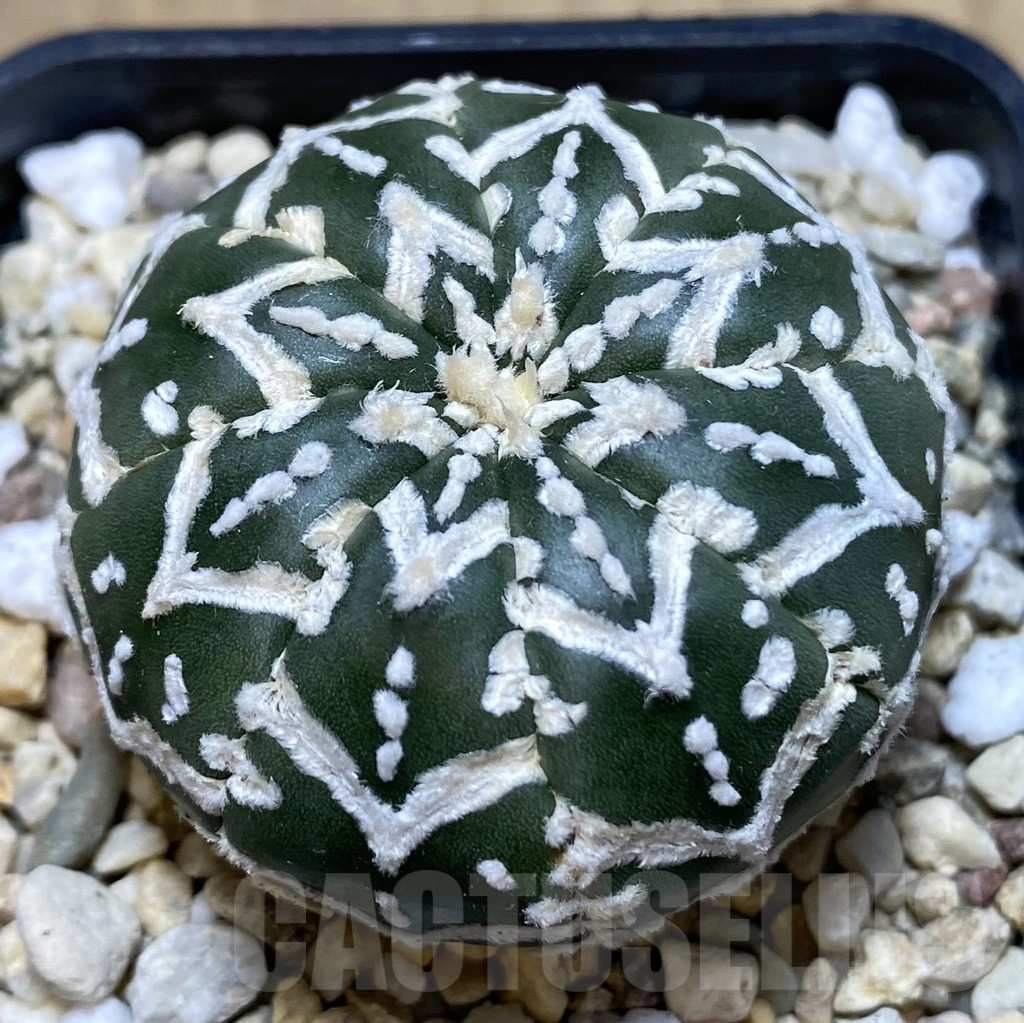 SHPR39666 Astrophytum asterias ‘Super Kabuto’ V-type f. nudum