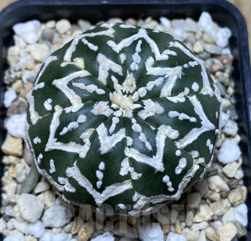 SHPR39666 Astrophytum asterias ‘Super Kabuto’ V-type f. nudum - Image 2