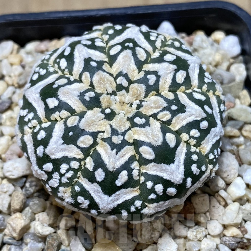 SHPR39667 Astrophytum asterias ‘Super Kabuto’ V-type f. nudum - Image 2