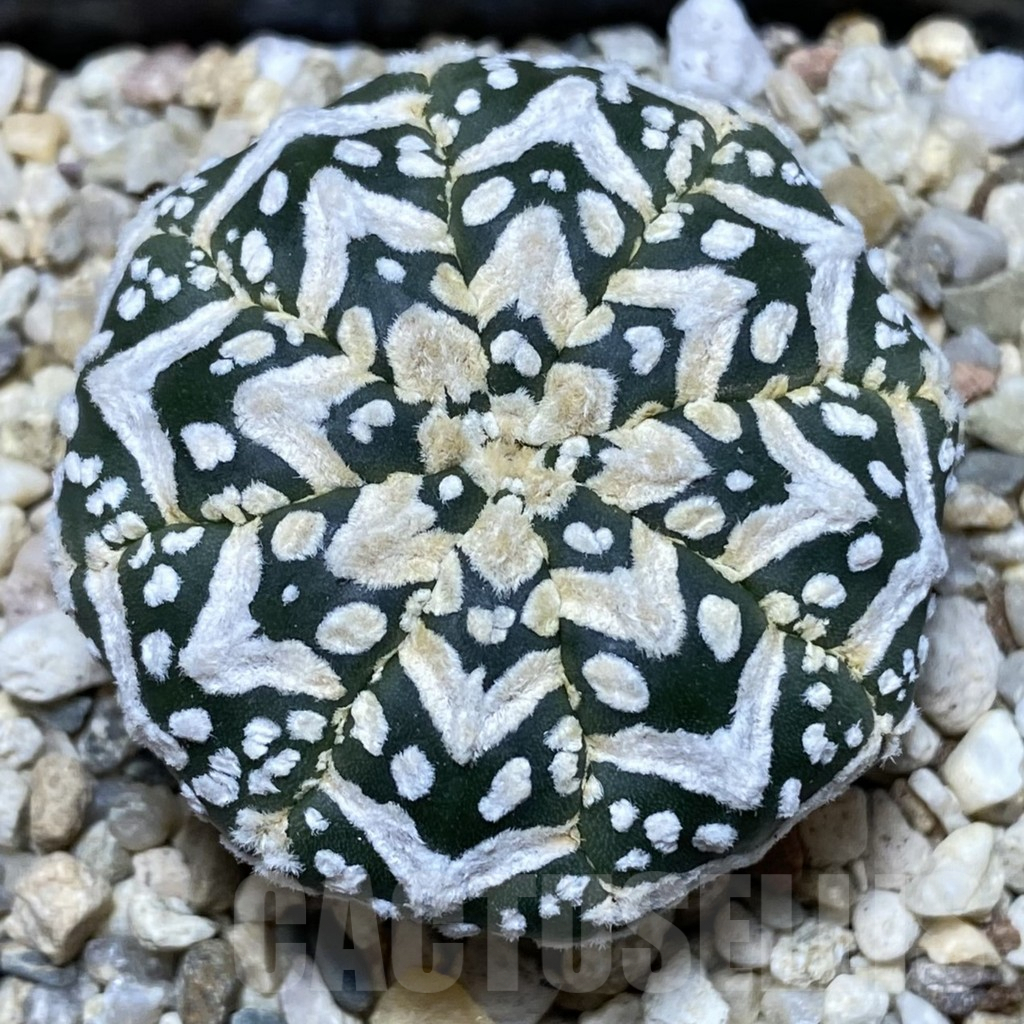 SHPR39667 Astrophytum asterias ‘Super Kabuto’ V-type f. nudum
