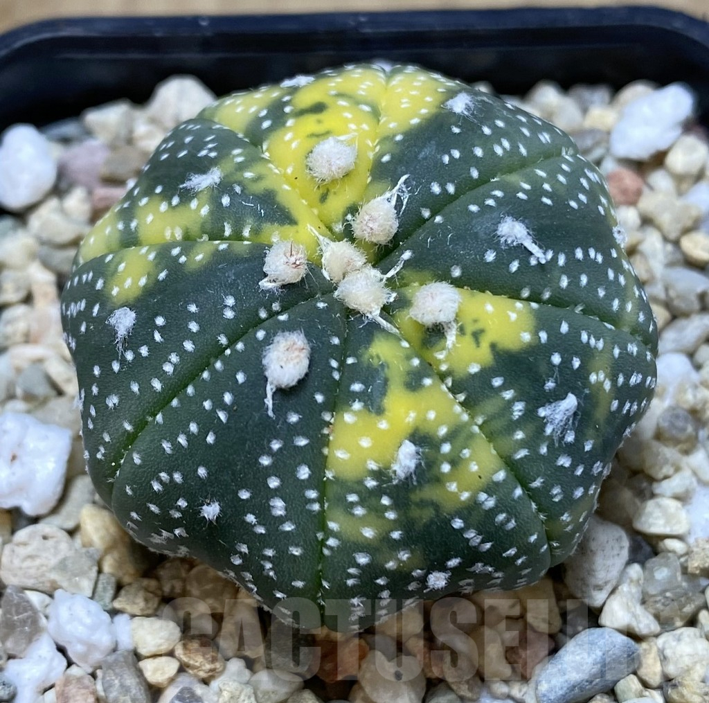 SHPR39671 Astrophytum asterias ‘Star Shape’ f. variegata