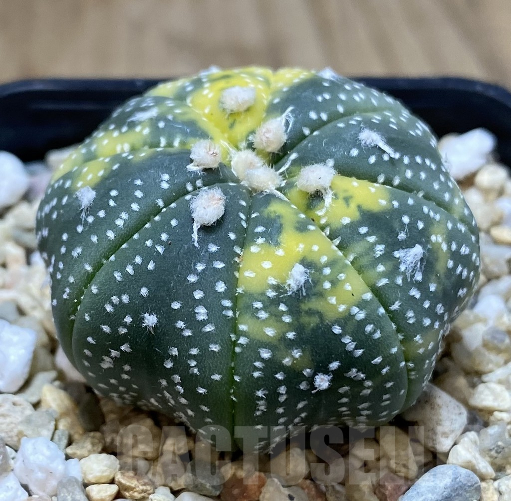 SHPR39671 Astrophytum asterias ‘Star Shape’ f. variegata - Image 2