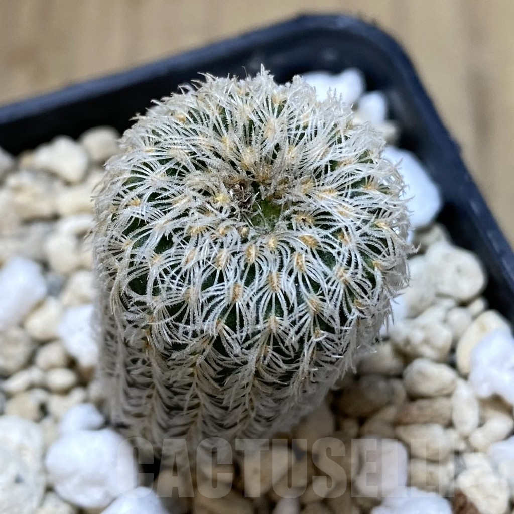 SHPR39645 Frailea densispina