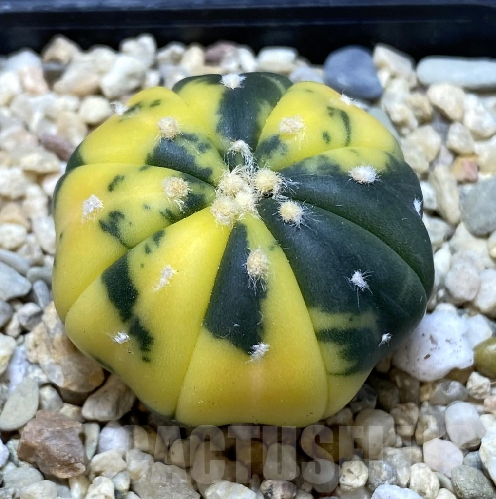 SHPR39672 Astrophytum asterias f. variegata