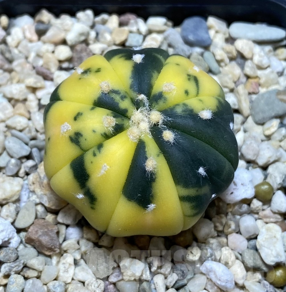 SHPR39672 Astrophytum asterias f. variegata - Image 2