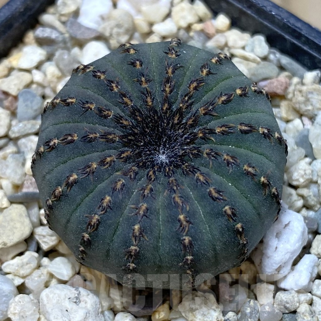 SHPR39036 Frailea asterioides