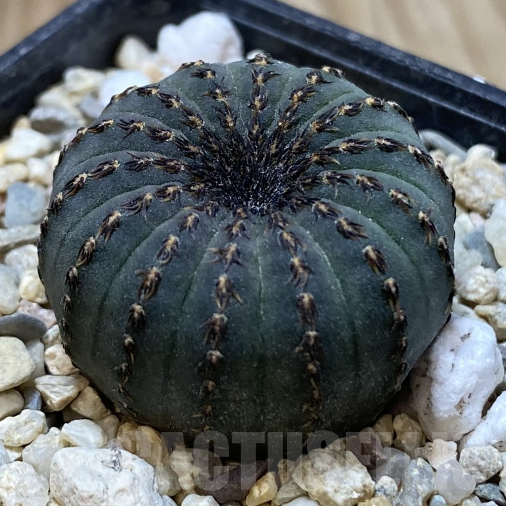 SHPR39036 Frailea asterioides - Image 2