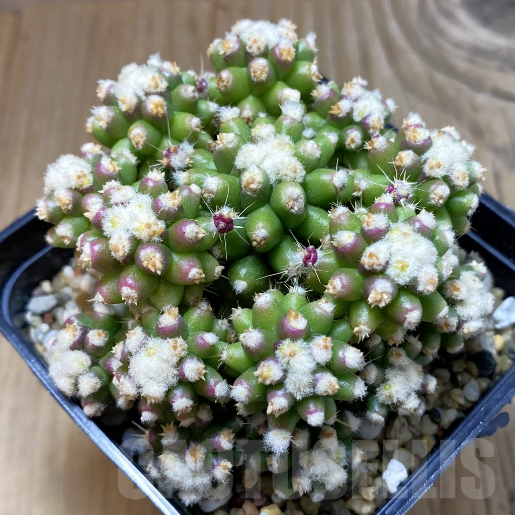 SH2864 Echinocactus grusonii 'inermis' f. monstrosa