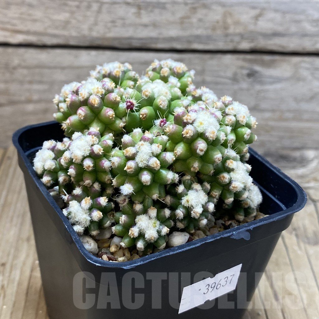 SH2864 Echinocactus grusonii 'inermis' f. monstrosa - Image 2