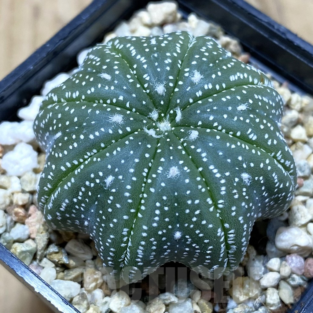 SH2965 Astrophytum asterias ‘Star Shape’